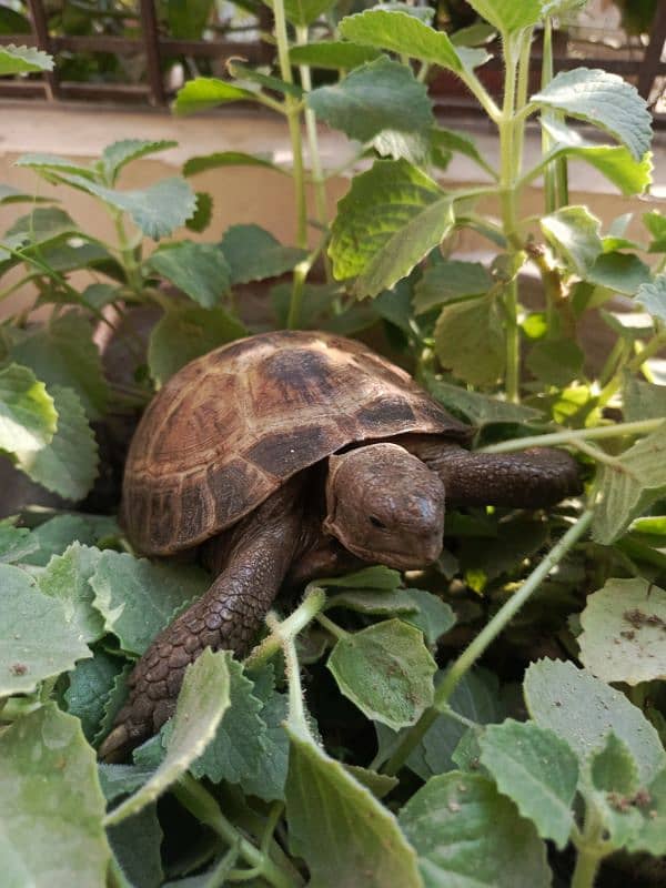 Greek tortoise 1