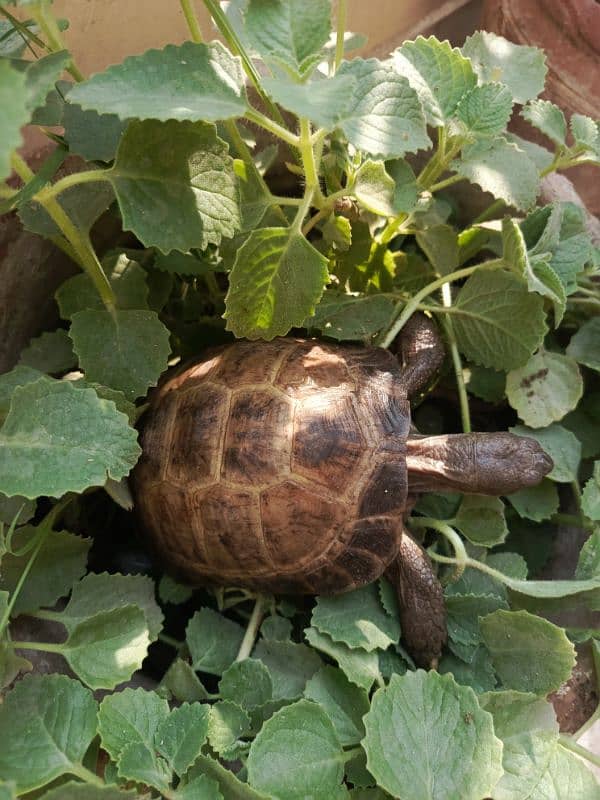 Greek tortoise 2