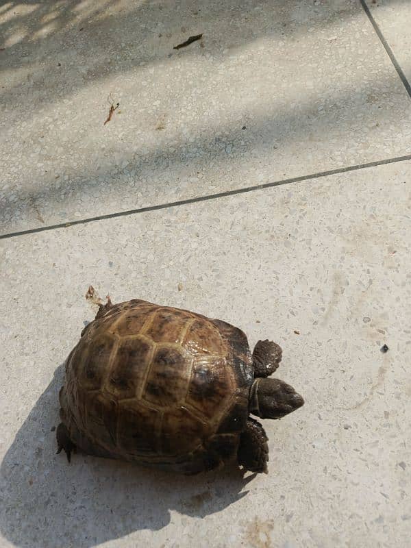 Greek tortoise 3