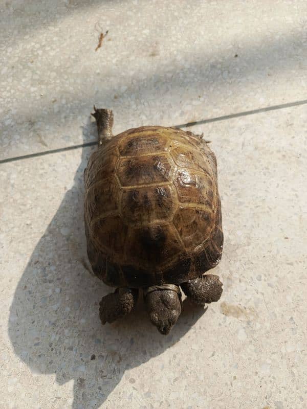 Greek tortoise 4