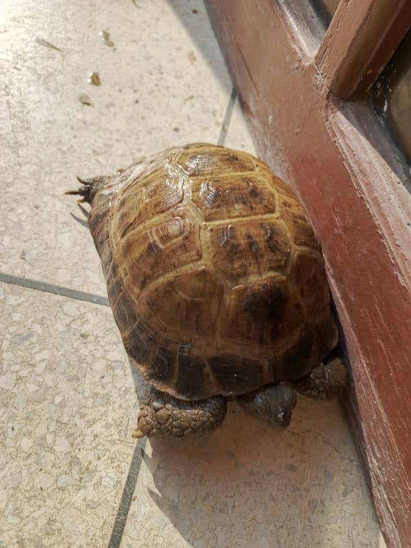 Greek tortoise 5