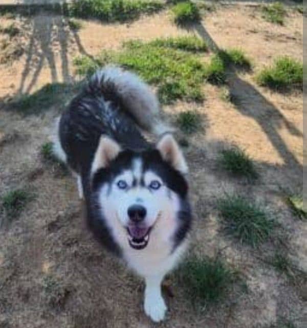 Siberian Female Husky 2 year 2