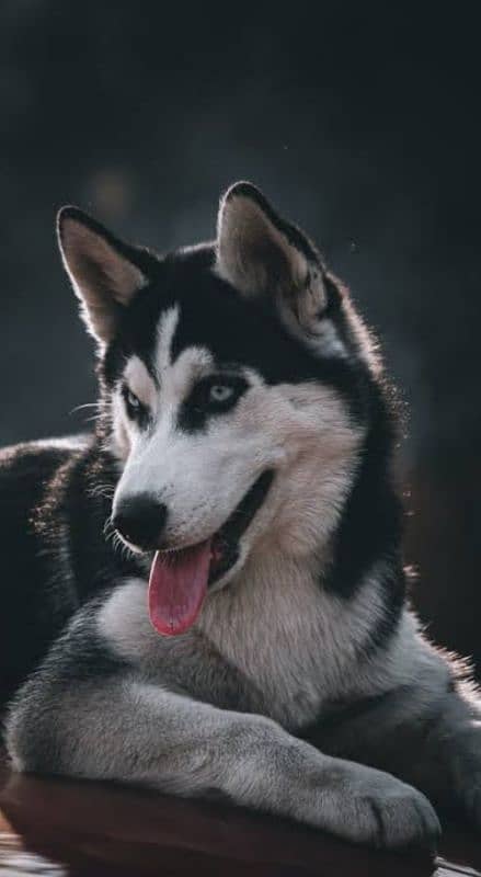 Siberian Female Husky 2 year 3