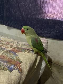 A beautiful and charming female parrot