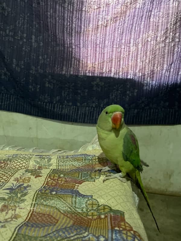 A beautiful and charming female parrot 1