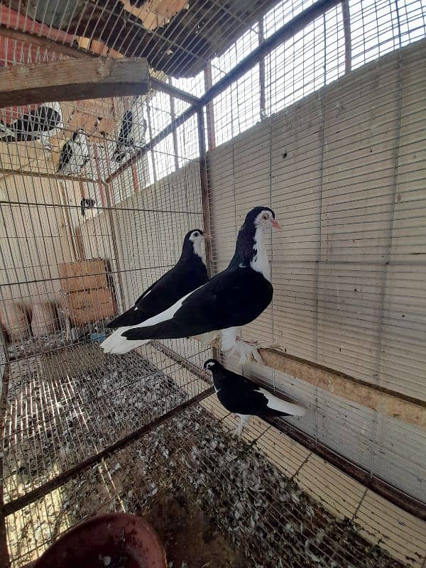 Pair of Lahori Sherazi age 2 to 3 months 2