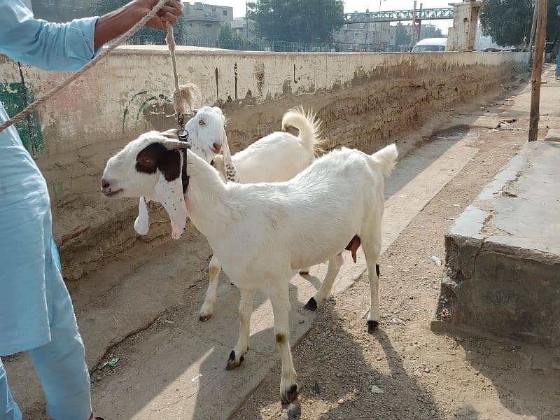 goats 3