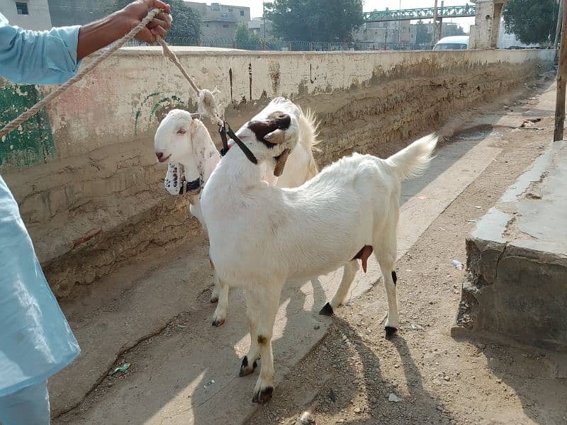 goats 4