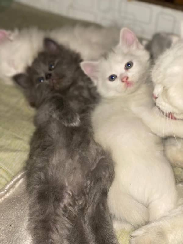 kittens 3