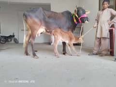 jersi cholistani cows