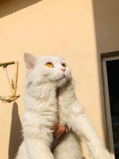 Persian female cat for sale