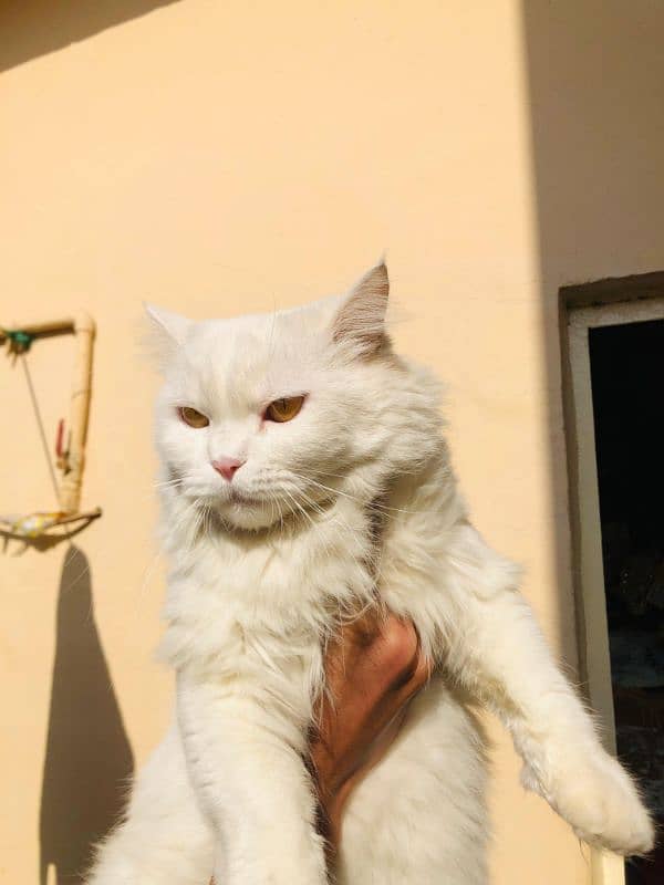 Persian female cat for sale 1