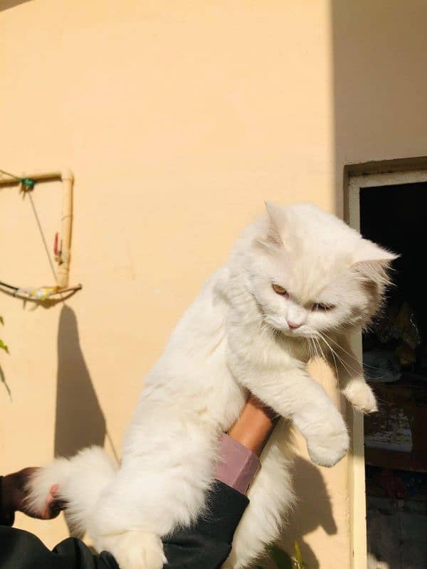 Persian female cat for sale 2