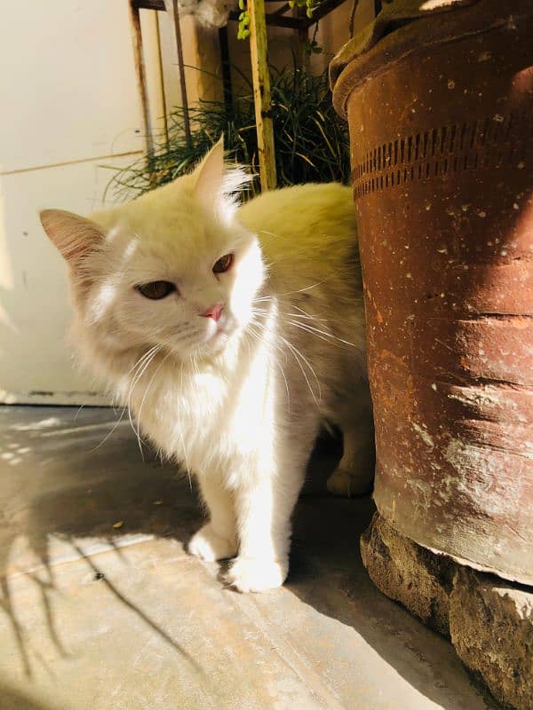 Persian female cat for sale 3