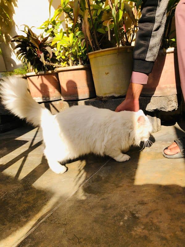 Persian female cat for sale 4