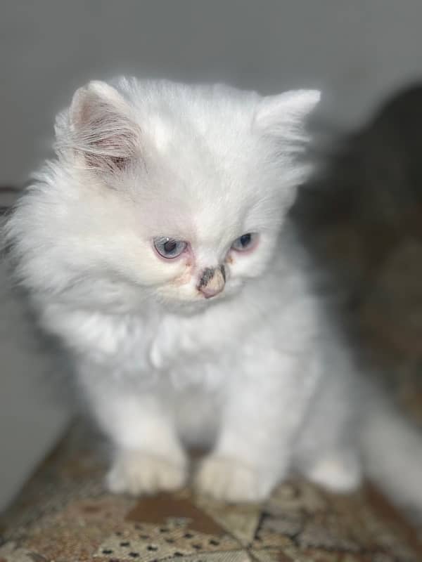 Persian Kittens | blue Eyes| Yellow Eyes| Green Eyes| 5