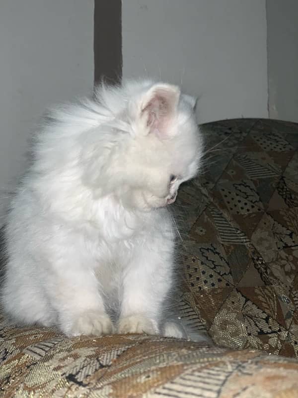 Persian Kittens | blue Eyes| Yellow Eyes| Green Eyes| 6