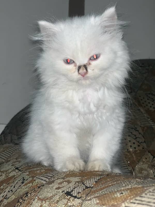 Persian Kittens | blue Eyes| Yellow Eyes| Green Eyes| 7