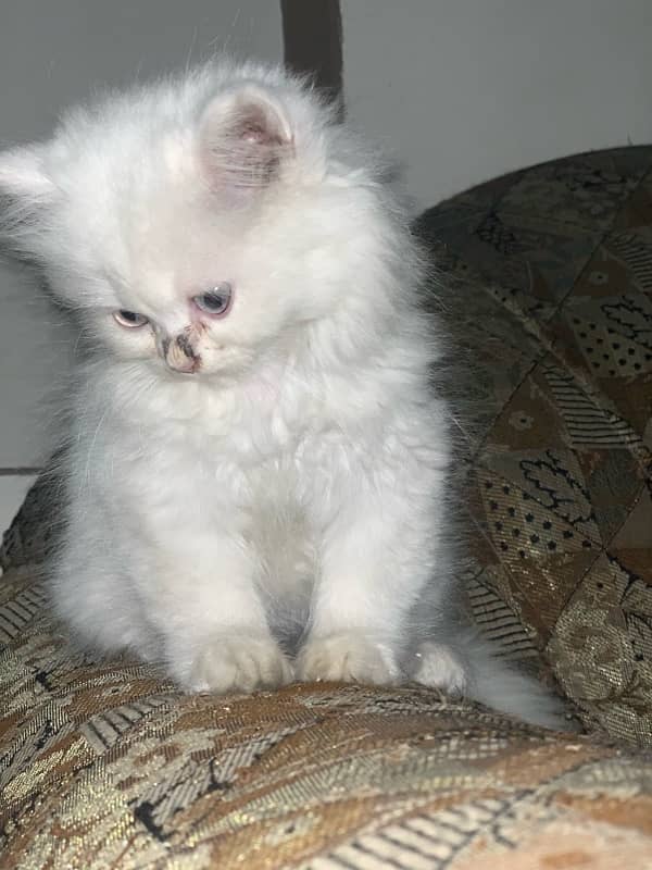 Persian Kittens | blue Eyes| Yellow Eyes| Green Eyes| 8