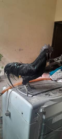 Ayam Cemani Breeder Trio