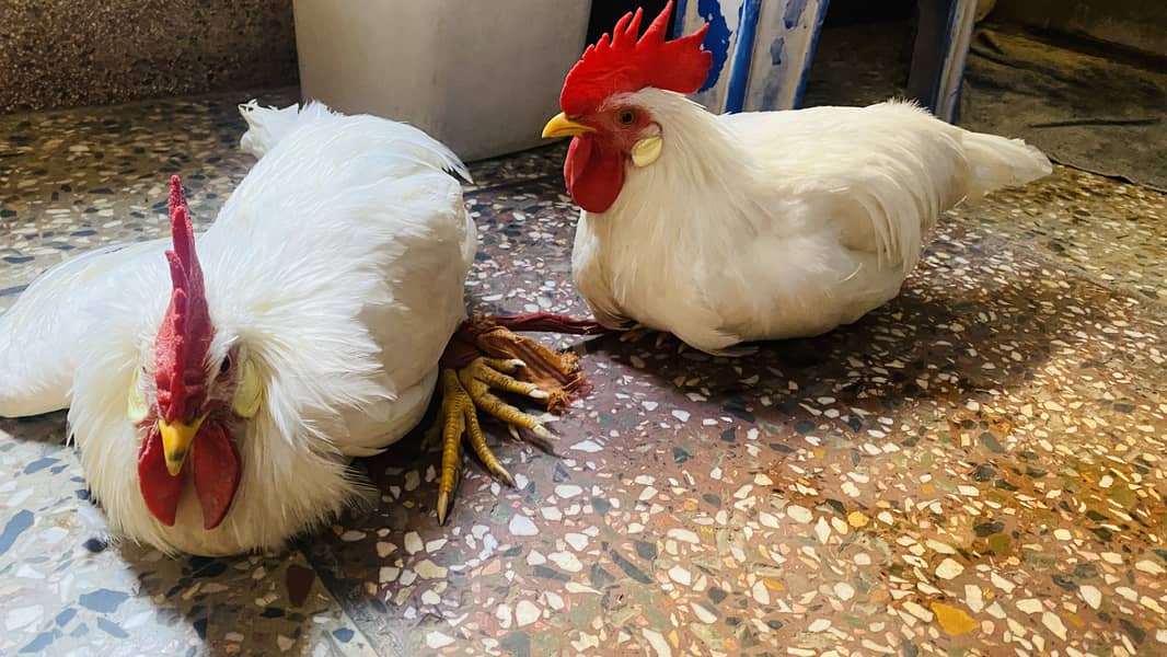 MashaAllah 2 healthy hens 0