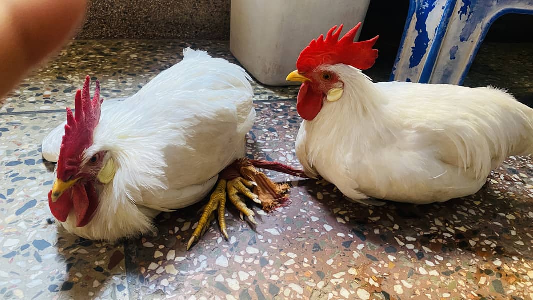 MashaAllah 2 healthy hens 1