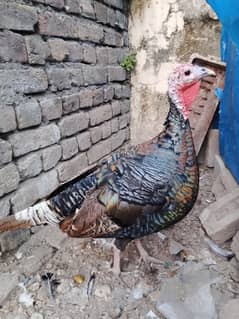 1 Black turkey pair+1 white turkey pair,