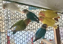 Lovebird patthe gender not confirm