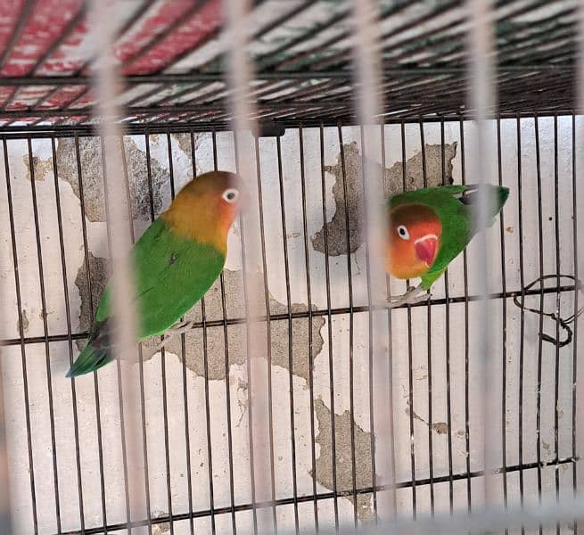 breeding pair 2