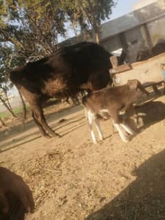 freezien cross fresh calv female baby 01 Dec 24 delivery date