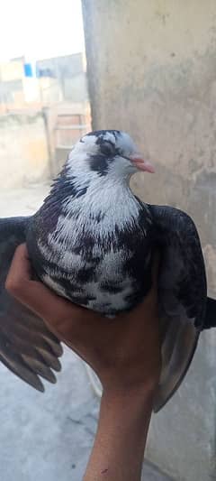 black white and brown white pigeon