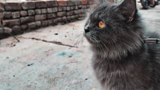 British Shorthair.