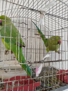 hand tame green parrot for sale