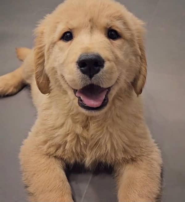 Golden Retriever Puppies for Sale 0