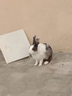 dais rabbit male urgent sale 03224186572