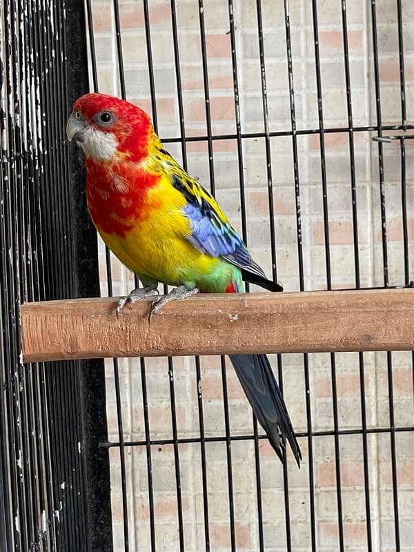 Rosella fertile male 0