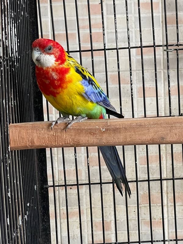 Rosella fertile male 1