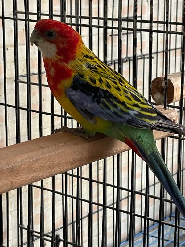 Rosella fertile male 2