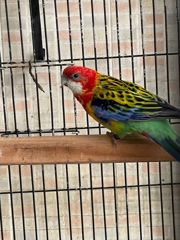 Rosella fertile male 3