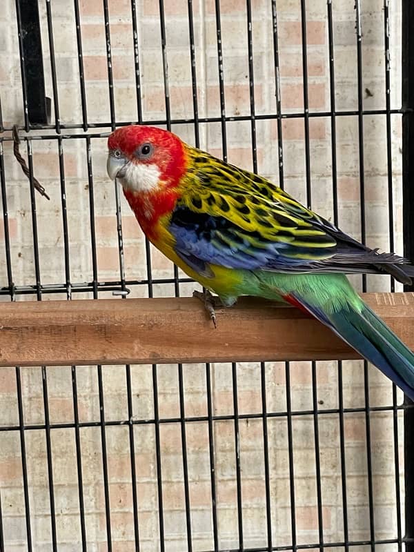 Rosella fertile male 4