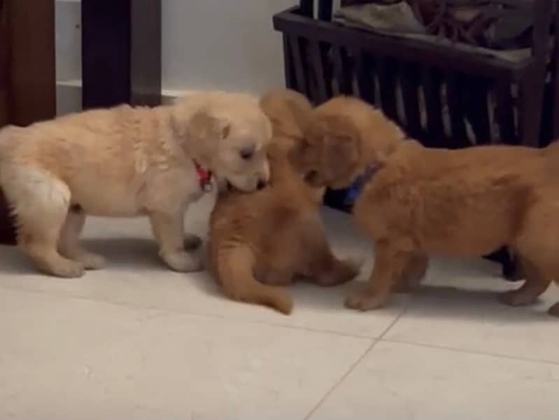 Golden Retriever Puppies for Sale 1