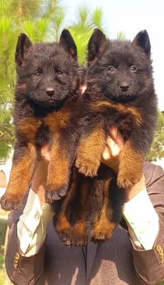 German Shepherd long coat black mask pair for sale