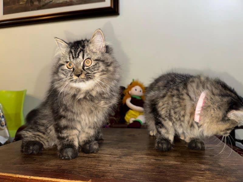 Persian kittens pair for sale 2