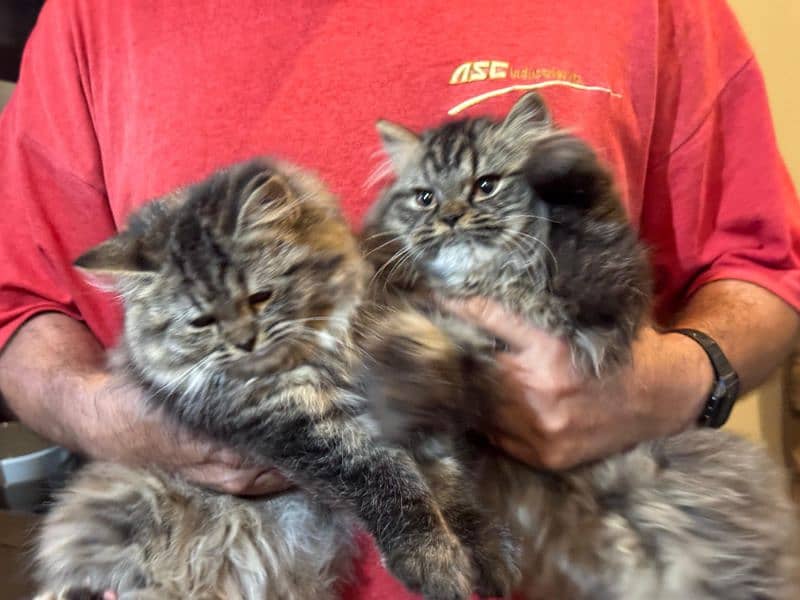 Persian kittens pair for sale 5