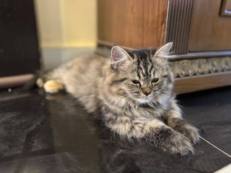 Persian kittens pair for sale 6