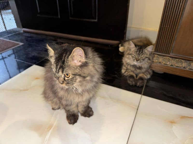 Persian kittens pair for sale 8