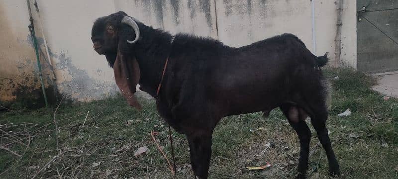 breeder Bakra big size 03168810631 2