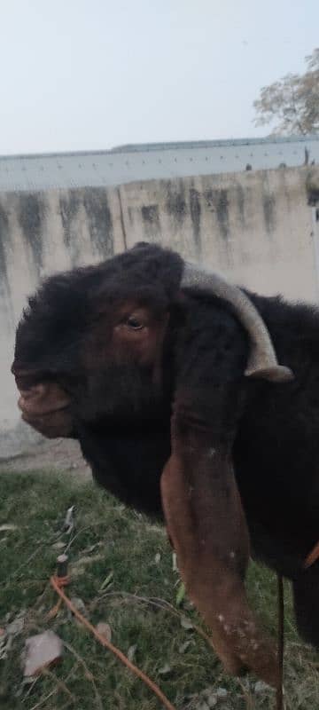 breeder Bakra big size 03168810631 3