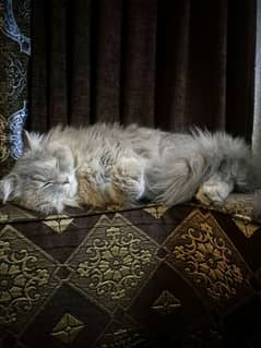 Persian female cat