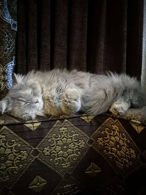 Persian female cat 0